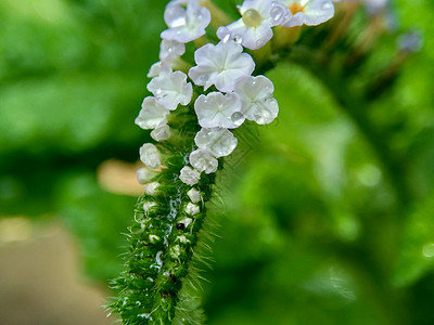 具有自然背景的 Sangketan紫色转盘植物群荒野花园叶子植物历史草本植物图片