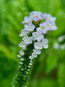 具有自然背景的 Sangketan紫色植物植物群历史叶子花园荒野草本植物转盘图片