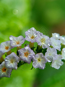 具有自然背景的 Sangketan叶子历史荒野转盘紫色植物花园草本植物植物群图片