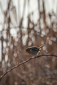 秋天的早晨 知更鸟栖息在树枝上花园树叶红胸木头鸟类野生动物画眉橙子公园风疹图片