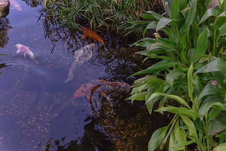 位于美国得克萨斯州达拉斯附近游来游去的水花园热带植物 有丰富多彩的科伊鱼动物橙子垫脚水族馆园林艺术宠物绿化文化百合图片