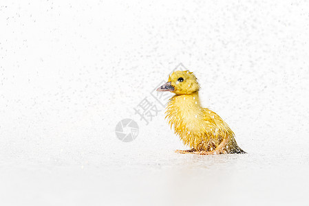 在白色背景的雨滴下 黄黄色新生的小可爱湿鸭子生活婴儿小鸭子孵化金子孩子好奇心宠物羽毛动物图片