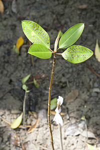 无标题脆弱性热带气候新生活植物红树林生长对象摄影幼苗背景图片