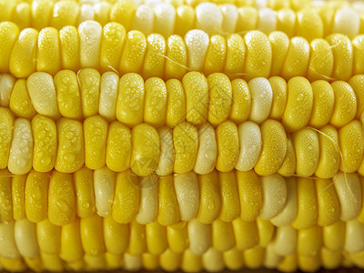 玉米耳朵收成粮食食物内核营养黄色蔬菜叶子棒子图片