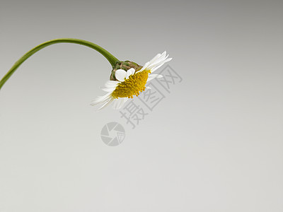 菊花花绿色花粉植物植物群白色花瓣花园黄色草地洋甘菊图片