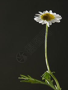 驴子生长洋甘菊花园黄色雏菊宏观白色植物花瓣植物群图片