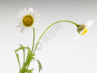 菊花花花粉花园黄色洋甘菊植物群花瓣甘菊植物白色绿色图片