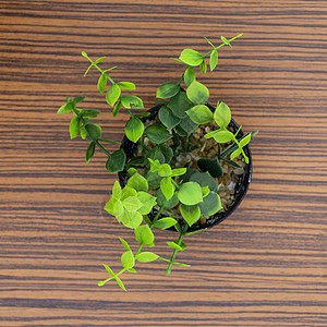 隔离在棕斑马木制桌边的绿色锅装饰植物房间桌子木板植物植物学装饰展示草本植物花束木头图片