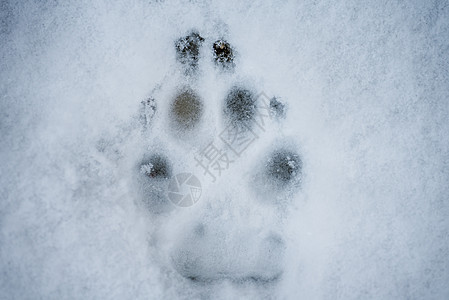 雪中的狗脚印图片