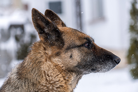 雪地德国牧羊犬牧羊人小狗毛皮宠物森林后卫头发训练山脉哺乳动物图片