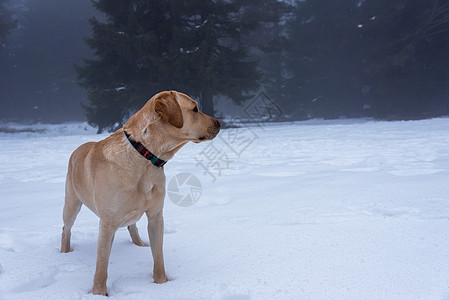 冬山的金矿采集者森林动物哺乳动物木头宠物晴天乐趣猎犬公园旅行图片