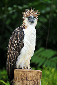 菲律宾鹰鹰异国捕食者荒野猿猴旅行热带羽毛食肉情调森林图片