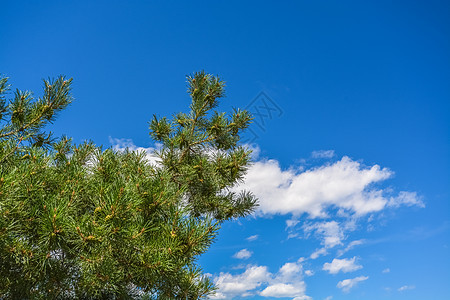 白云和蓝天空背景上的松树枝图片