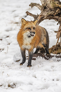 红狐狸豹属猎人眼睛危险荒野捕食者野生动物食肉犬类动物森林高清图片素材