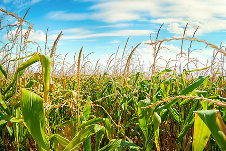 绿玉米田生态天空蓝色环境农村食物农业农田粮食晴天图片