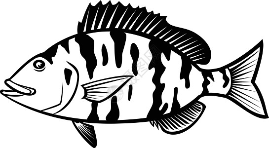 黑白彩虹鱼或小猪佩奇边景色卡通 黑色和白色图片
