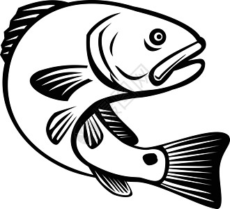 红鼓红鱼海峡或跳上黑白回音图片