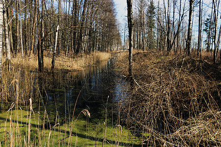 森林中湿地的景象图片