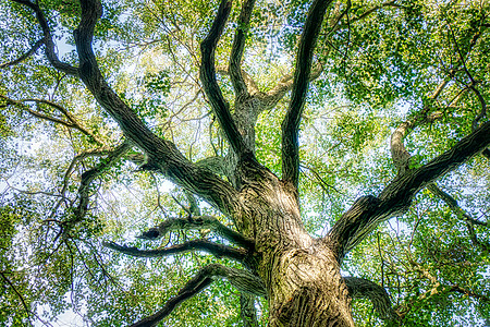 林肯树的下角林登树叶花岗图片