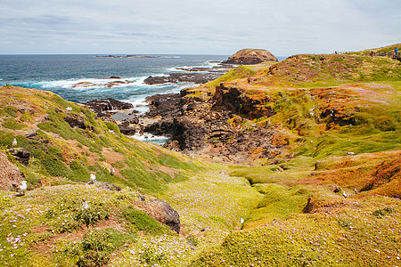 菲利普岛的Nobbies景观岩石擦洗海滩风景海洋海岸线天空旅游植物旅行图片