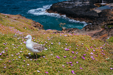 澳大利亚维多利亚州菲利普岛海鸥公司图片