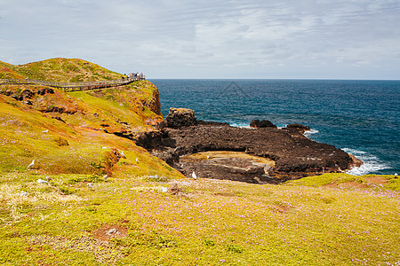 菲利普岛的Nobbies景观旅行风景海滩海岸海浪天空支撑冲浪伴侣植被图片