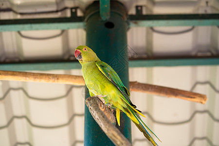 热带绿鹦鹉有红嘴植物动物金刚鹦鹉异国森林野生动物丛林观鸟动物园鸟类图片