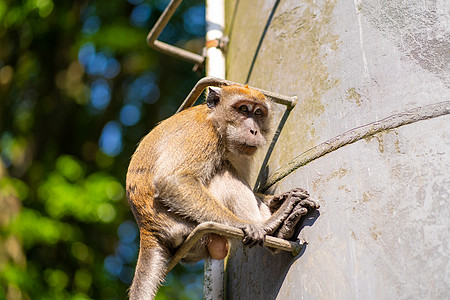 猴子吃桃猴子坐在管子的金属阶梯上生活黑猩猩毛皮猿猴动物群森林公园旅游动物园热带背景