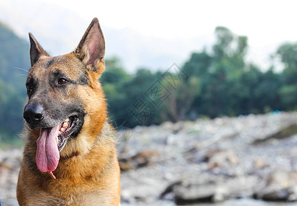 外边有舌头的德国牧羊犬动物食肉宠物孤独哺乳动物忠诚犬齿安全小狗毛皮图片