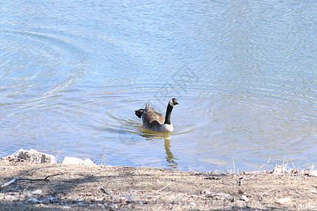 在TaHaZouka公园玩野鹅荒野蓝色游泳观鸟羽毛水鸟风光田园野生动物鸭塘图片