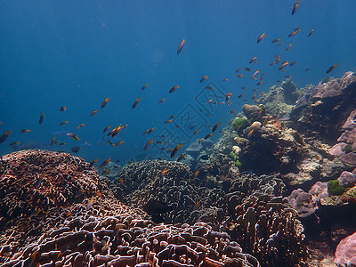 印度洋安达曼海Lipe岛带鱼的珊瑚礁海洋潜水活动蓝色动物旅行图片