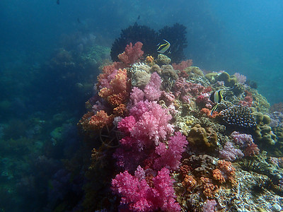 带鱼的多彩珊瑚礁潜水活动蓝色海葵旅行海洋动物图片