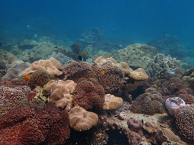 带鱼的多彩珊瑚礁活动蓝色旅行海洋海葵潜水动物图片