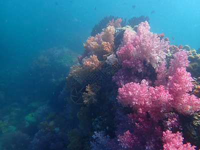 海水下的海洋生物 水下风景摄影学和海底景观摄影旅游动物生活游泳海底世界海上生活脊椎动物珊瑚主题活动图片