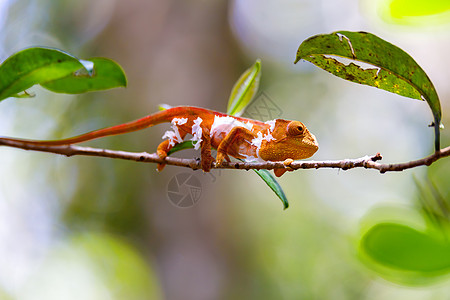 Parson的变色龙 马达加斯加野生动物濒危生活皮肤野生动物动物森林辉光威胁平衡动物群图片