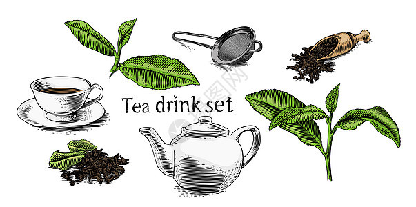 茶饮图片集植物群茶壶树叶印刷刮板凹版绘画酿造雕刻植物图片