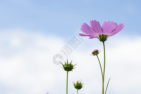 星月花在蓝天的天空中喷发图片