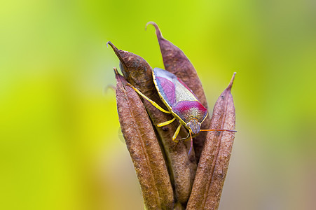 a 草原植物上的小甲虫昆虫野生动物飞行生物学漏洞宏观瓢虫动物荒野翅膀季节图片