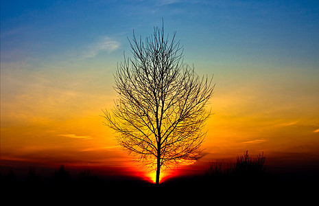 日落时树风景场地阴影天空国家橙子太阳旅行黄色黑色图片