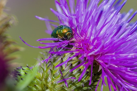 a 草原植物上的小甲虫昆虫飞行花园危险翅膀季节生活动物蝴蝶生物学野生动物图片