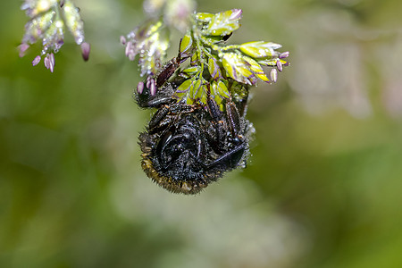 a 草原植物上的小黄蜂昆虫动物飞行害虫眼睛甲虫漏洞蜘蛛荒野女士蜜蜂图片