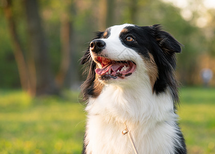 公园中的澳大利亚牧羊犬晴天宠物动物毛皮犬类乐趣日落成人忠诚哺乳动物图片