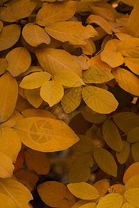 黄色叶子的黑暗和沉暗的图像 深色音相片树叶照片情绪图片