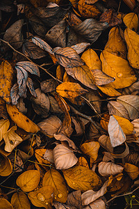 黄色叶子的黑暗和沉暗的图像 深色音相片树叶照片情绪图片