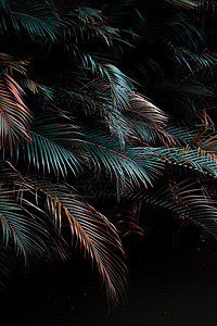 棕榈叶的黑暗和沉暗图像 深色音相片叶子照片树叶情绪绿色图片