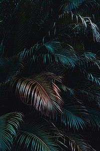 棕榈叶的黑暗和沉暗图像 深色音相片叶子绿色树叶情绪照片图片