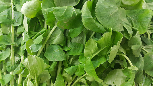 近距离观看菠菜蔬菜的红绿叶子 植物本底沙拉香草宏观种植叶菜类素叶饮食香料香菜养分图片
