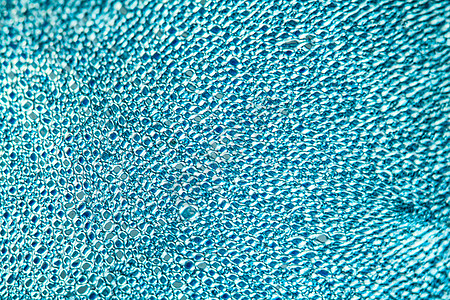 第100节中的水果日期植物放大镜宏观显微术棕榈科学组织学胚珠椰枣海枣图片
