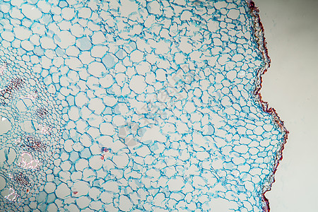 100x之间有空中根刺的橡胶树细胞胶树组织宏观植物红色放大镜科学家族树友背景图片