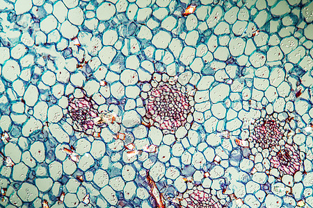 带干粉的格拉迪奥卢斯 横过100x根尖科学虹膜组织学花卉植物组织剑花红色蓝色图片